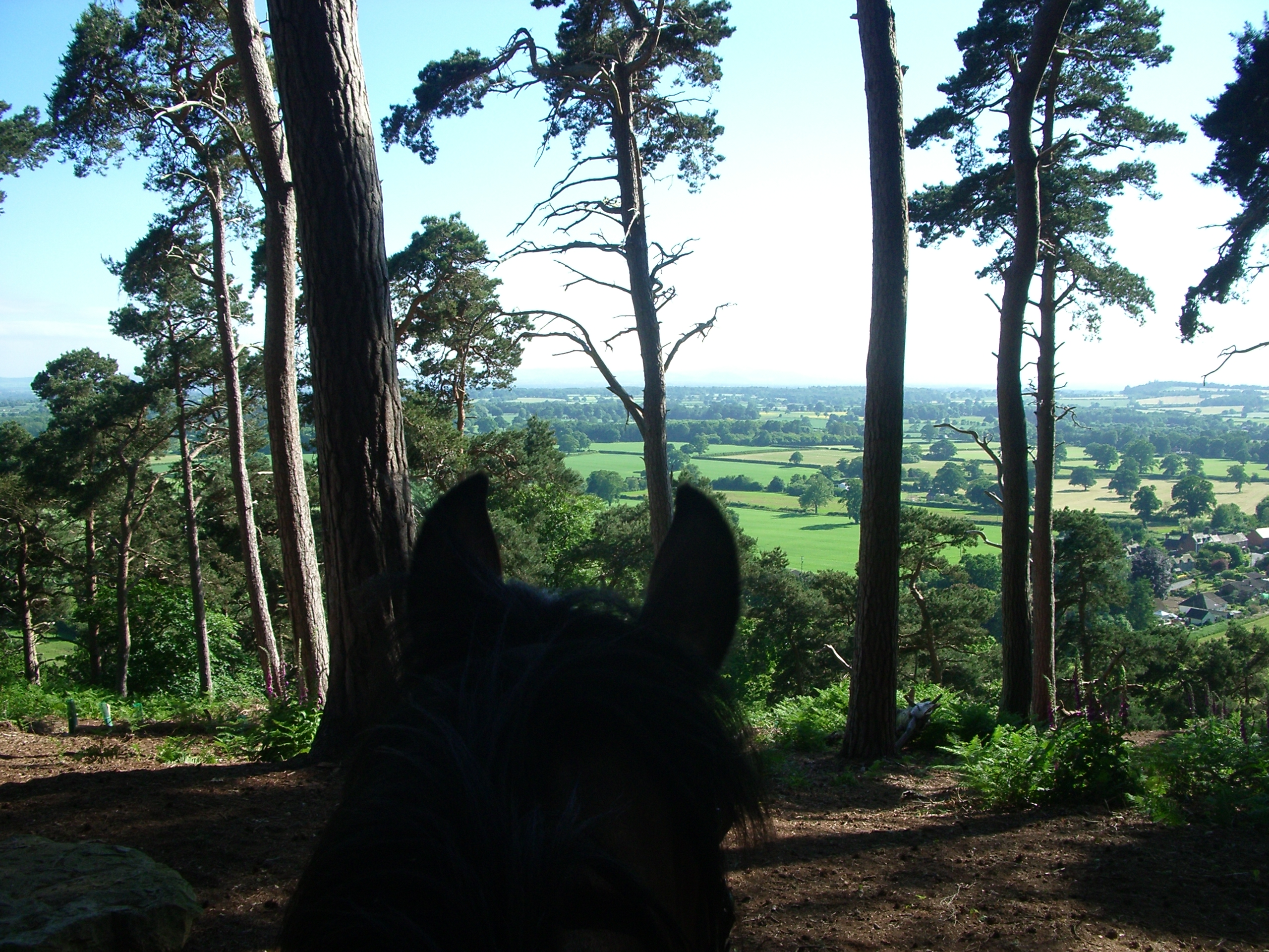 Up through the tree canopy in Corbet Woods