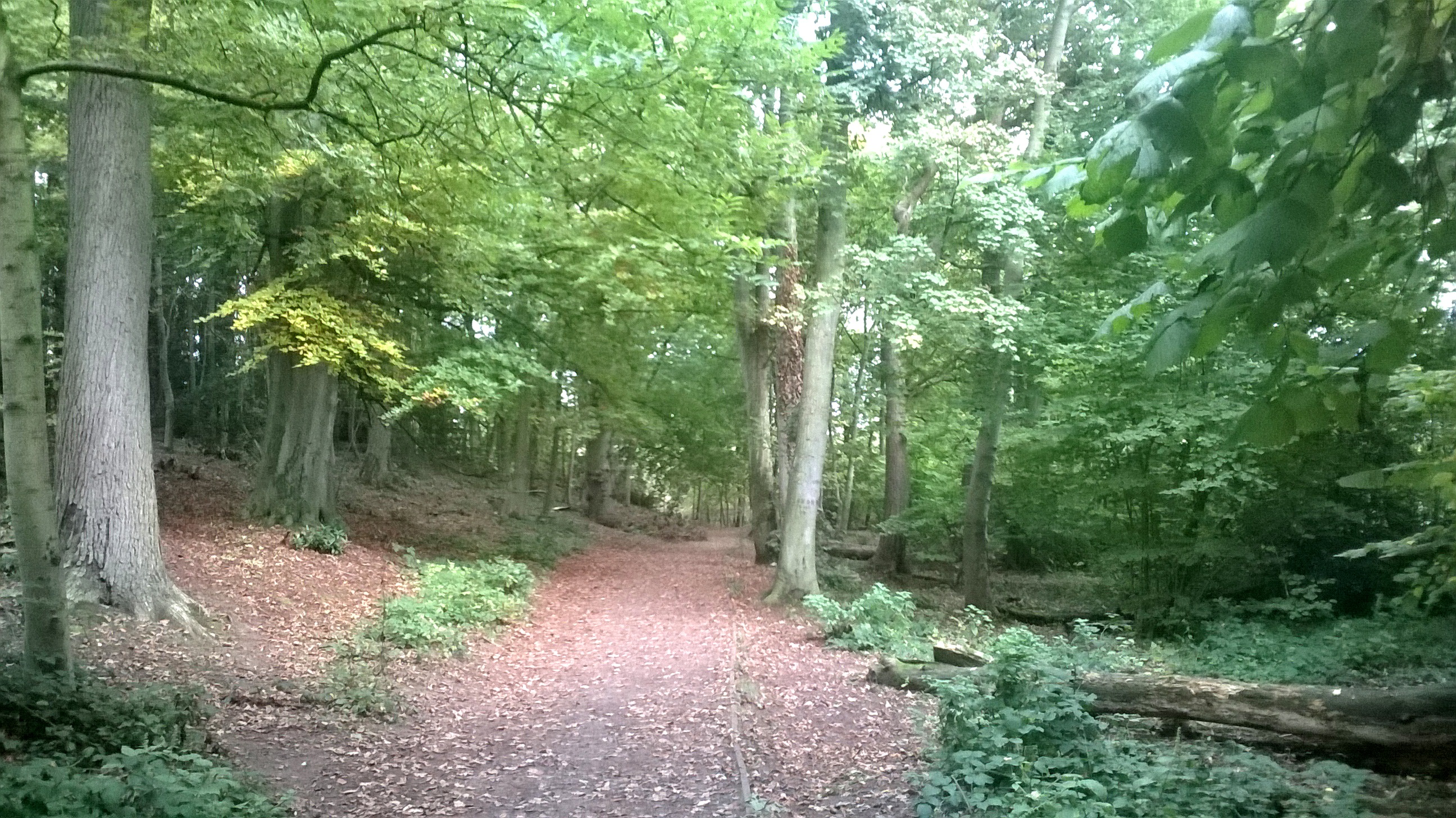 Woodland web Woodland at Severn valley