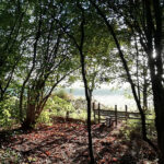 Stanmore country park