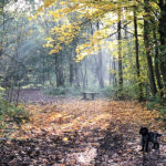 Stanmore country park