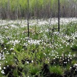 Cotton Grass at whixall Moss