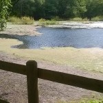 Whixall Moss