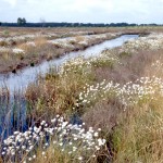 Cotton Grass at whixall Moss