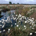 Cotton Grass at whixall Moss