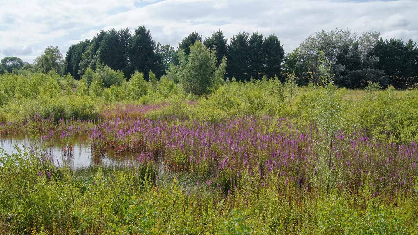 Eardington nature Reserve