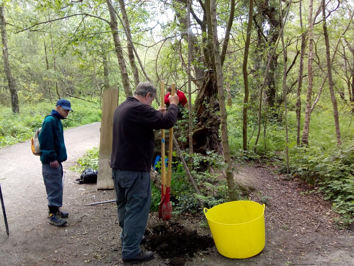 Woodland volunteering