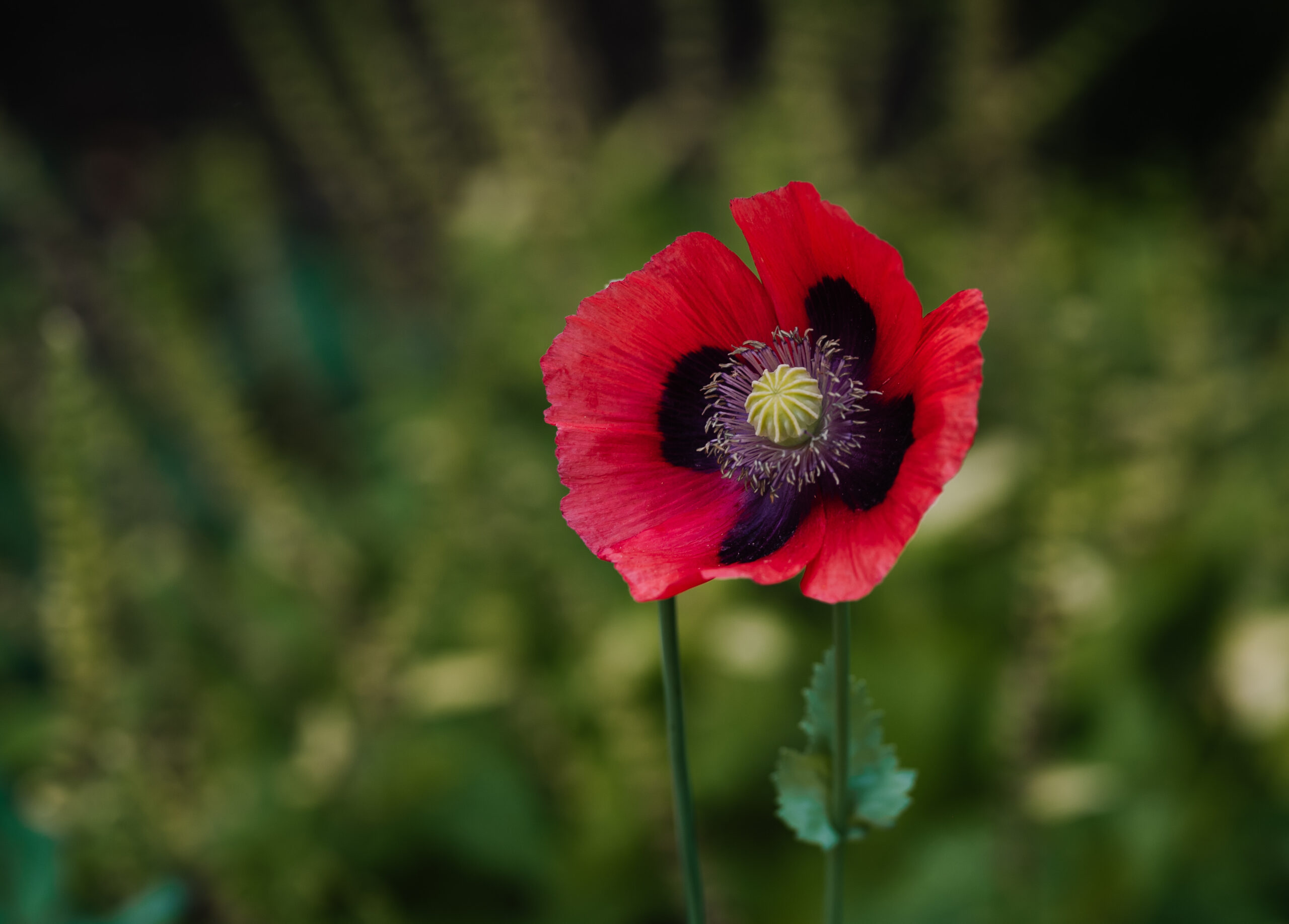 Poppy flower