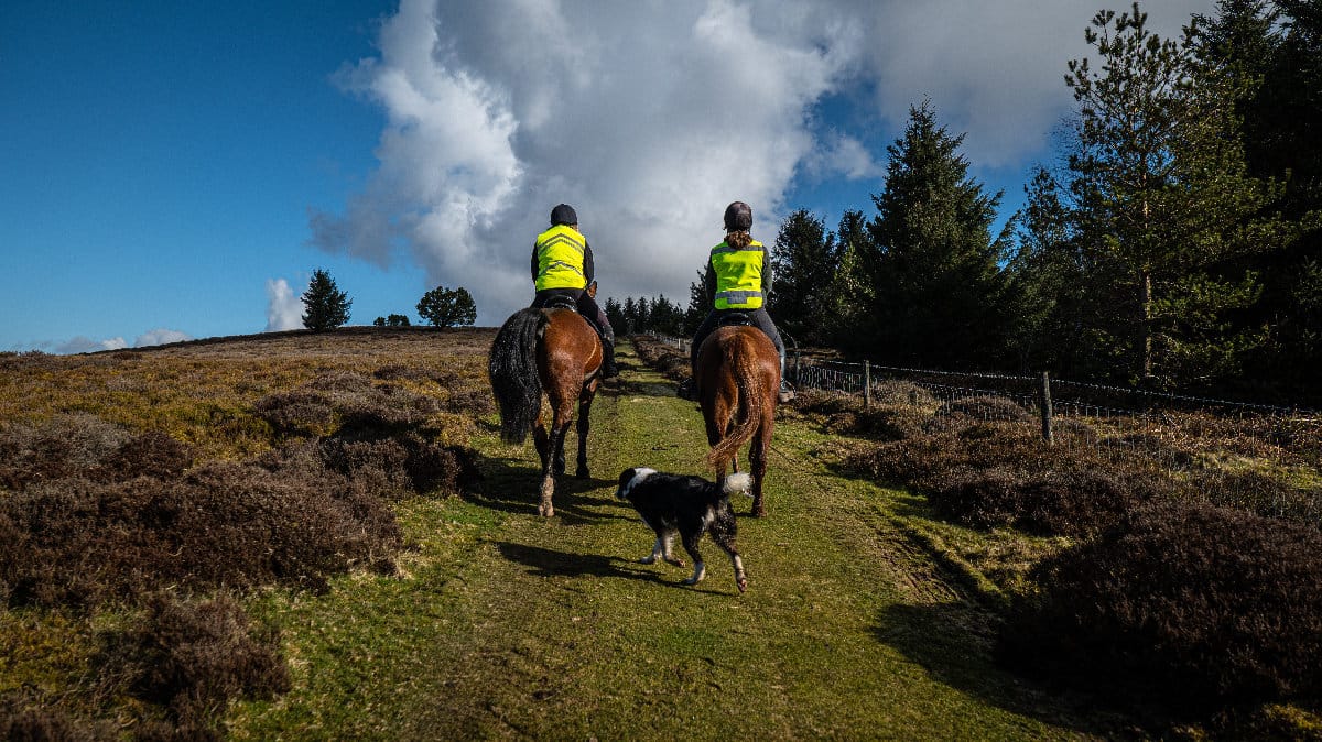 Horse riding on long mynd