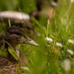 Duck at Whixall Moss