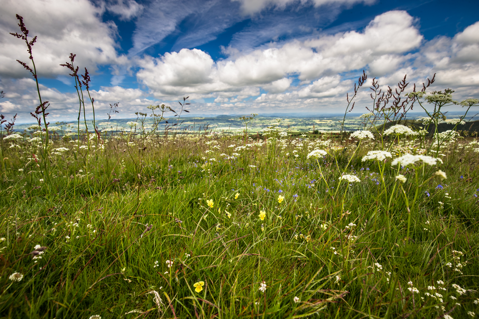 Mountain Pansy and wild flower meadow stiperstones