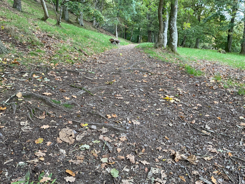Picture showing various tree roots on a section of the sloped path to the viewpoint.