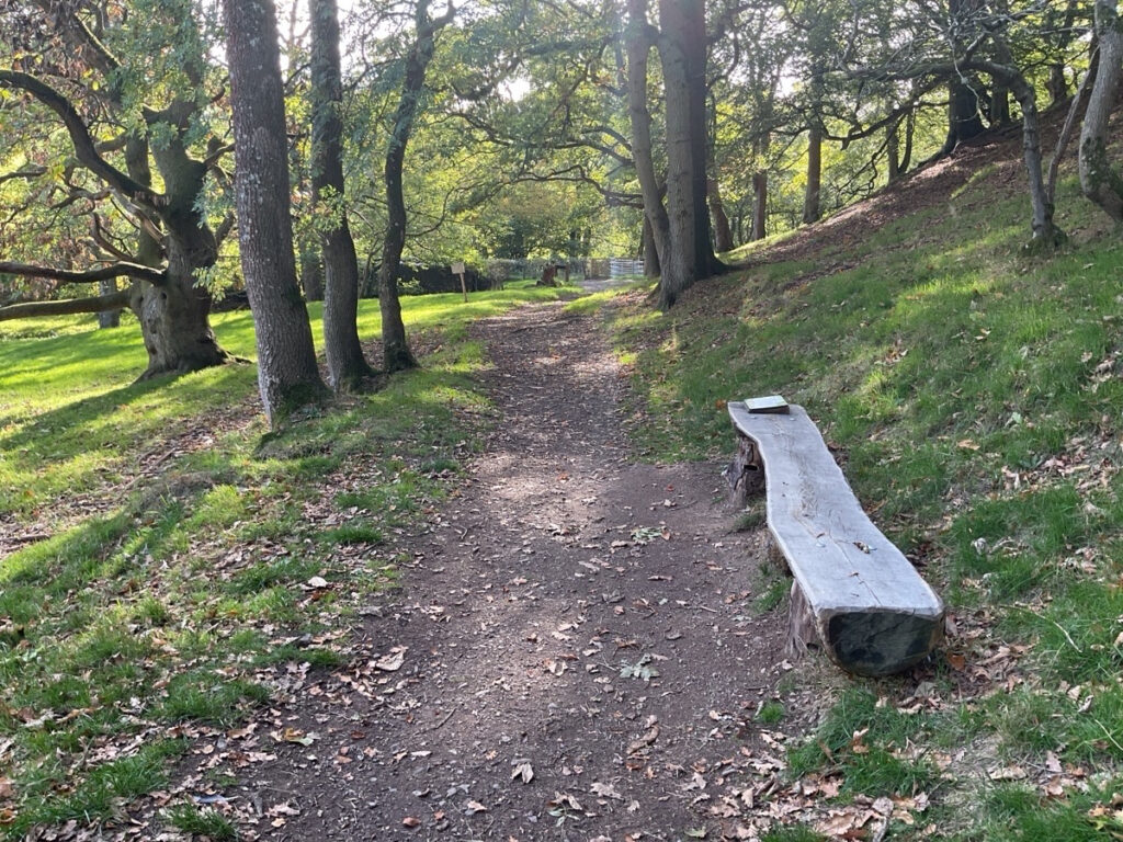 Picture showing a seating carved out of wood at darnford brook.