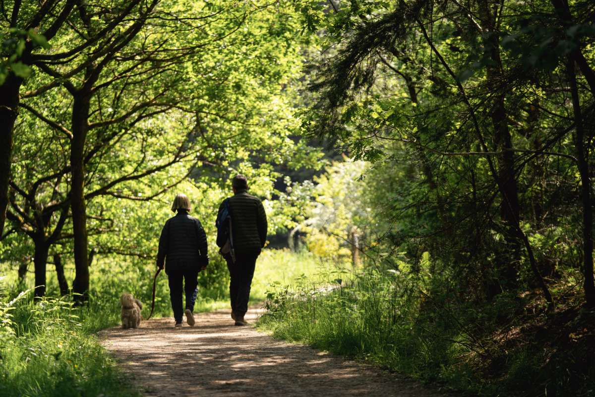 walking your dog in mortimer forest