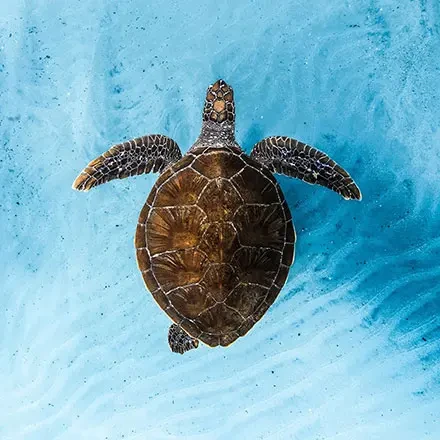 A featured image for the event: OCEAN FILM FESTIVAL WORLD TOUR